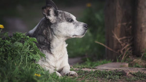 Emu oil products for pets
